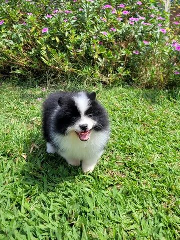 Spitz alemão Macho Pedigree CBKC 10x sem juros - envio gratis*  - Foto 2