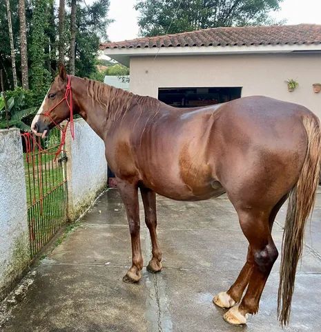 Tatuí recebe exposição de cavalos da raça mangalarga, Itapetininga e  Região