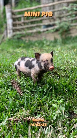 Lindos filhotes de Mini Pig 