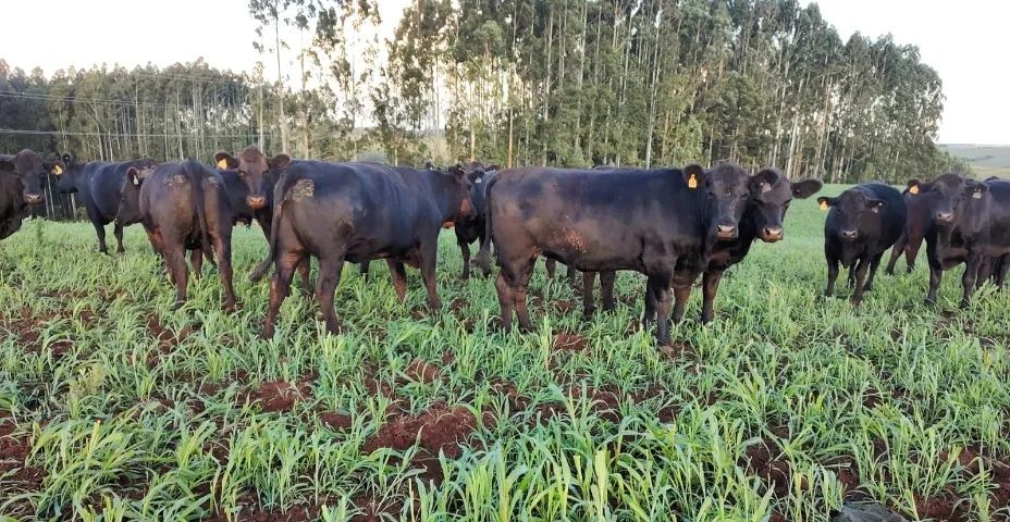 Novilhas Aberdeen Angus Com Atestado De Prenhes - Foto 3