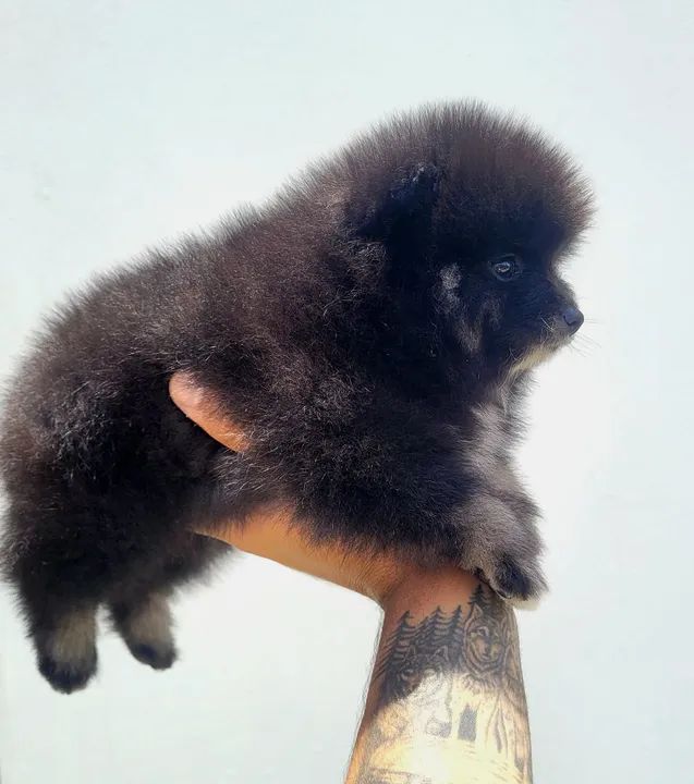 Spitz Alemão - Lulu da Pomerânia - Fêmea com pedigree CBKC - Foto 3