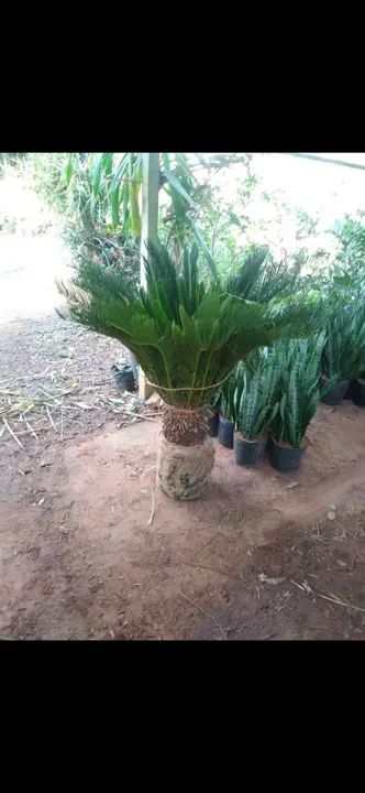 Plantas grandes e lindas  - Foto 3