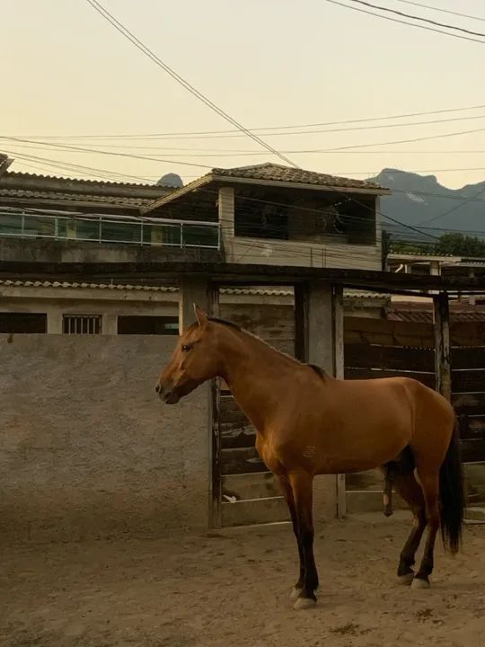 Cavalo Mangalarga Marchador - Foto 2