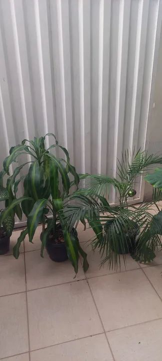 Plantas ornamentais para jardim! - Foto 4