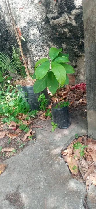 Pe de abacate fruto vermelho