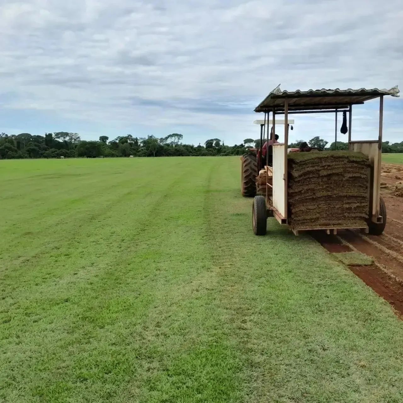 Grama esmeralda  - Foto 3