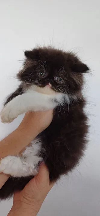 Persinha macho muito  top - Foto 3