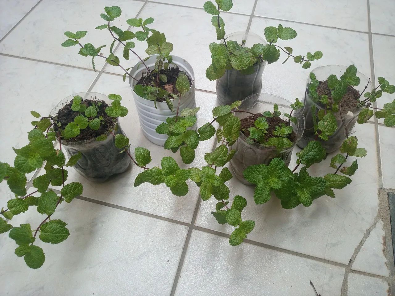 Mudas de hortelã em vasos reciclados