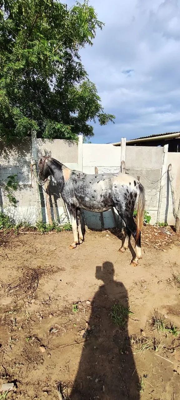 Potro marchador  - Foto 5