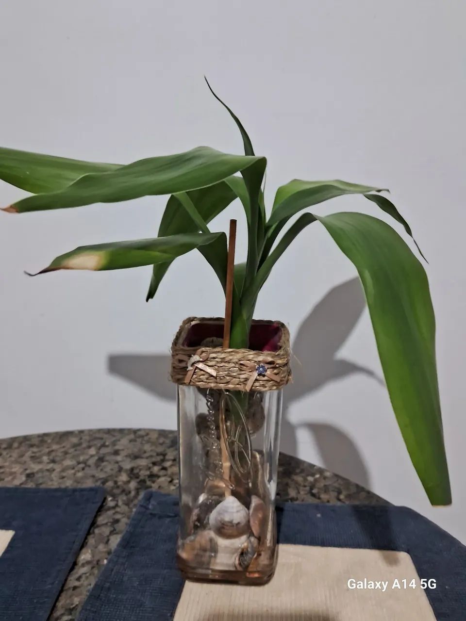 Mudas de Plantas - Foto 4