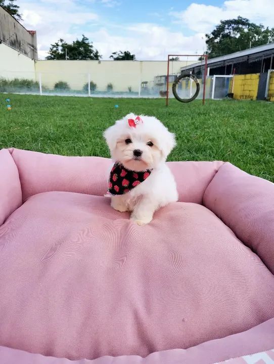 Maltês macho fêmea 