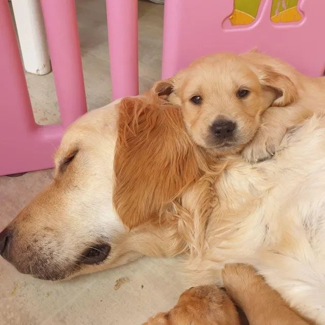 Golden Retriever - Filhotes dóceis, saudáveis e prontos para o novo lar! - Foto 2