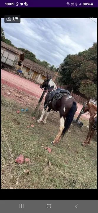 Duas egua prá venda  - Foto 6