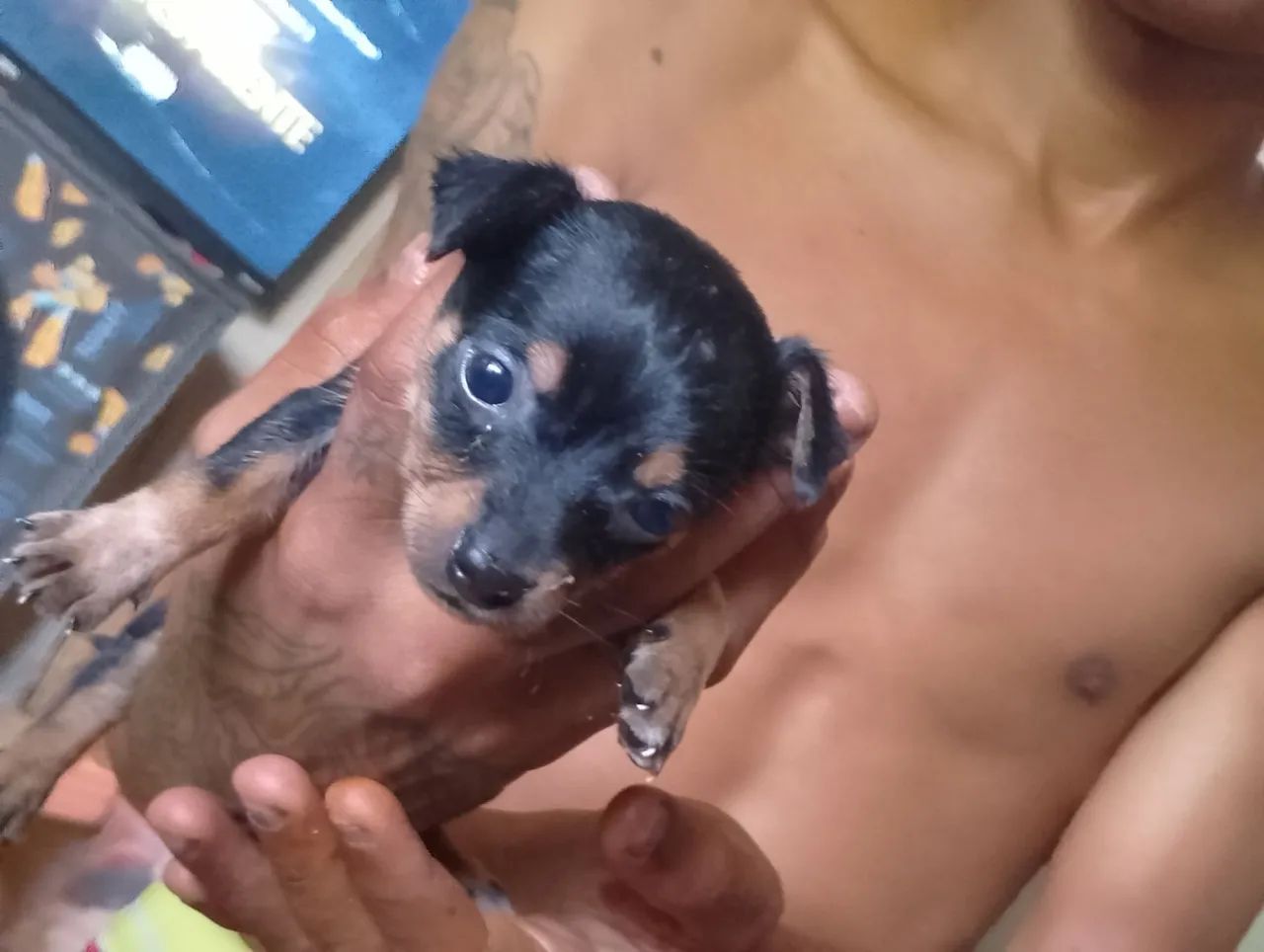 Filhote de Pinscher Miniatura - Foto 2