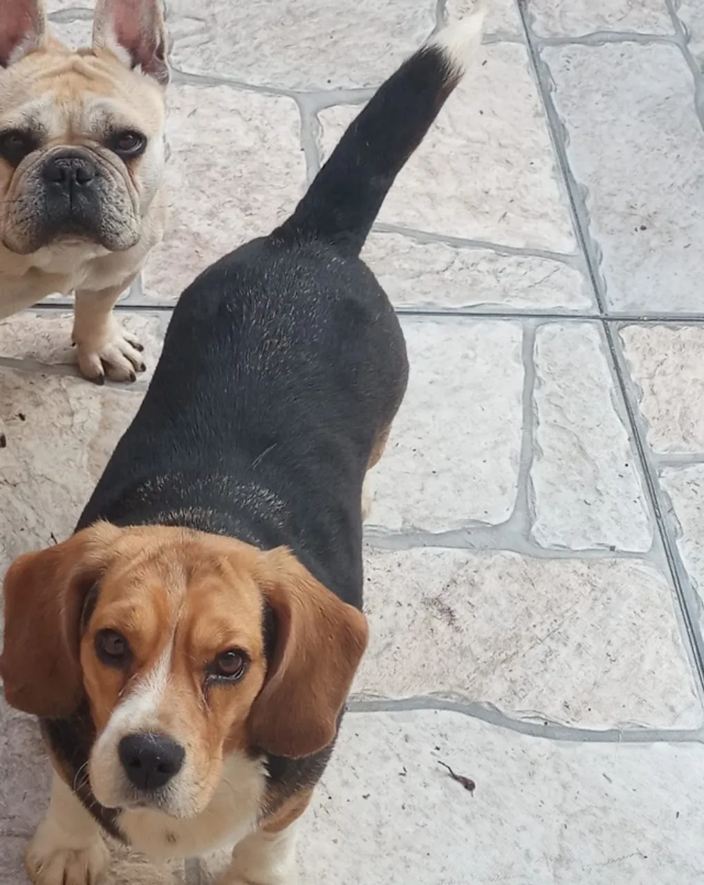 Beagle Femea Adulta