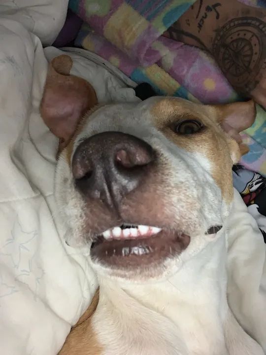 Filhote de Pitbull - Foto 5