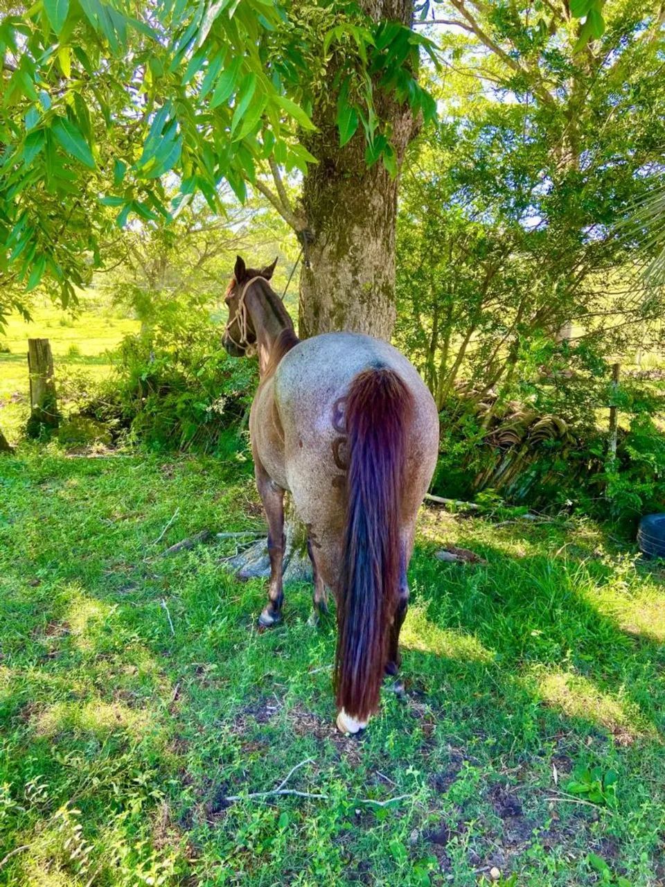 Cavalo pronto de laço!! - Foto 2