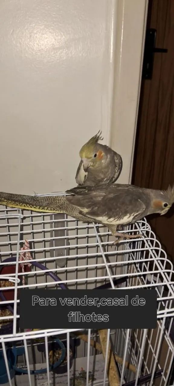 Gaiola pra calopsites