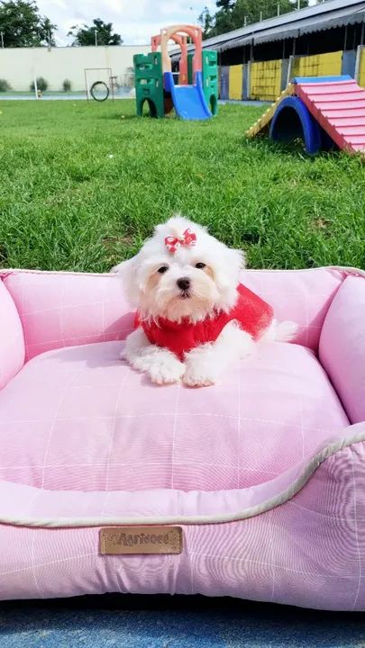 Maltês macho fêmea  - Foto 2