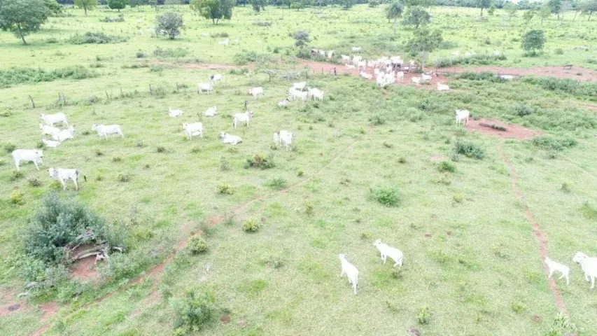 Arrendo 100 hectares para pecuária