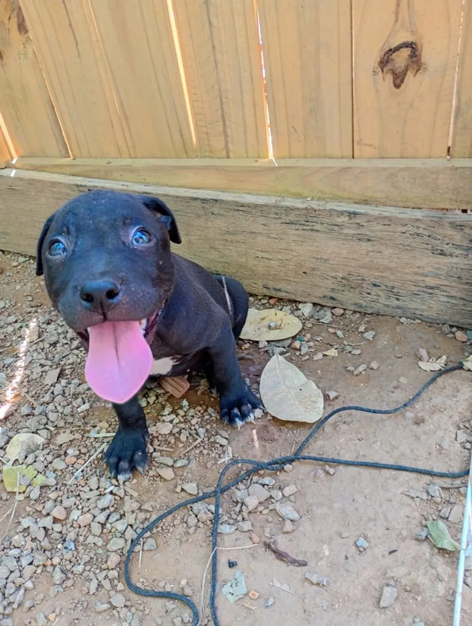 Filhote Pitbull fêmea