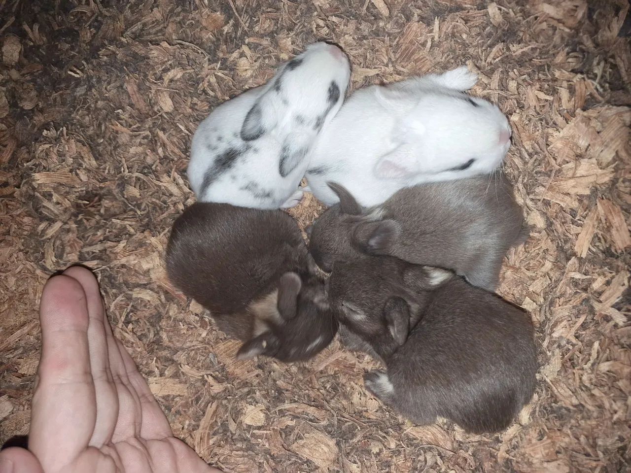 Coelhos Mini e anões importados  - Foto 4