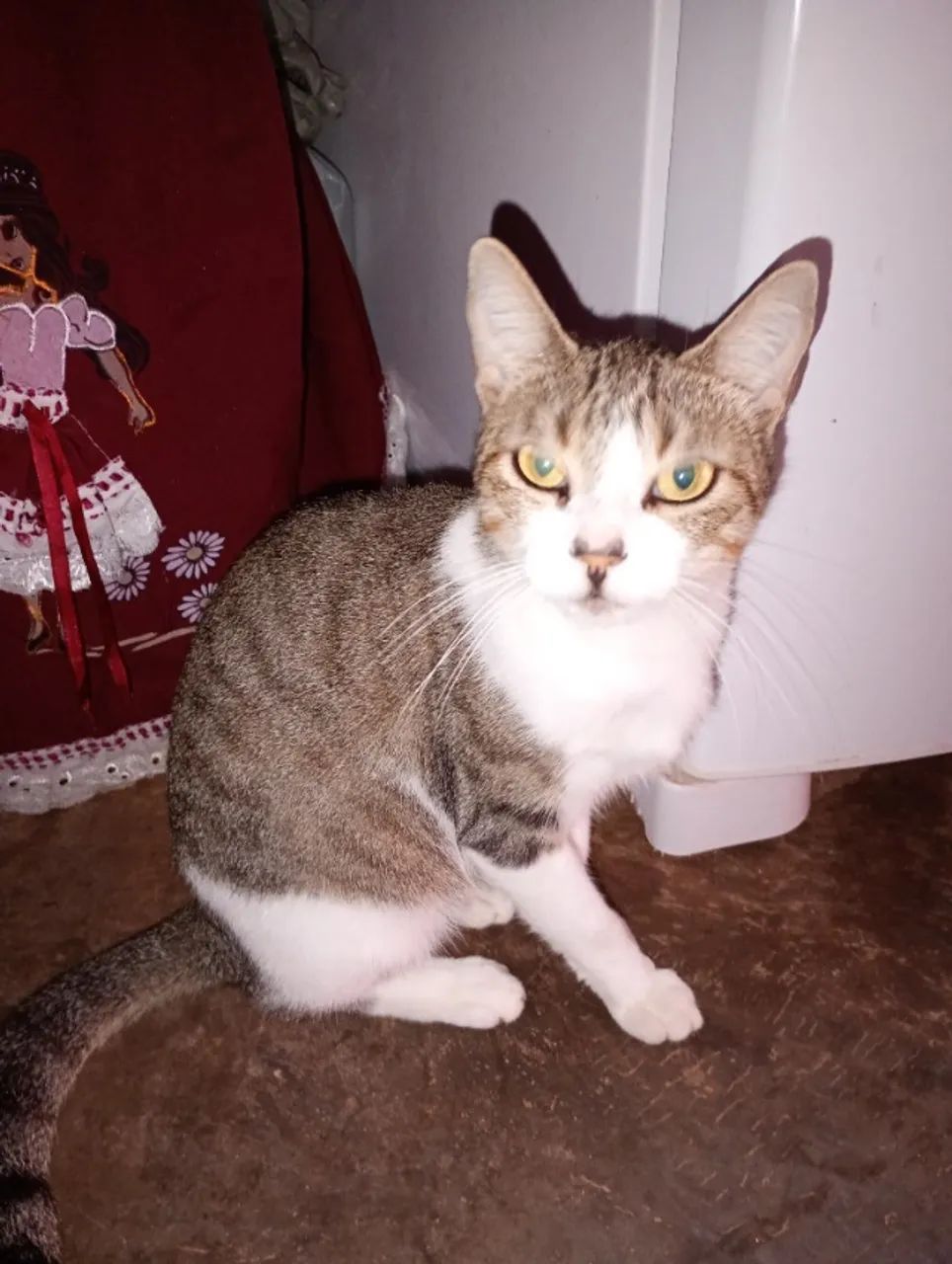 Adoção responsável - Foto 3