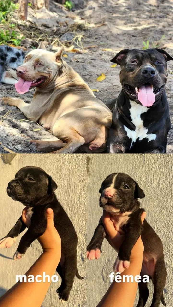 Filhotes de Pitmonster