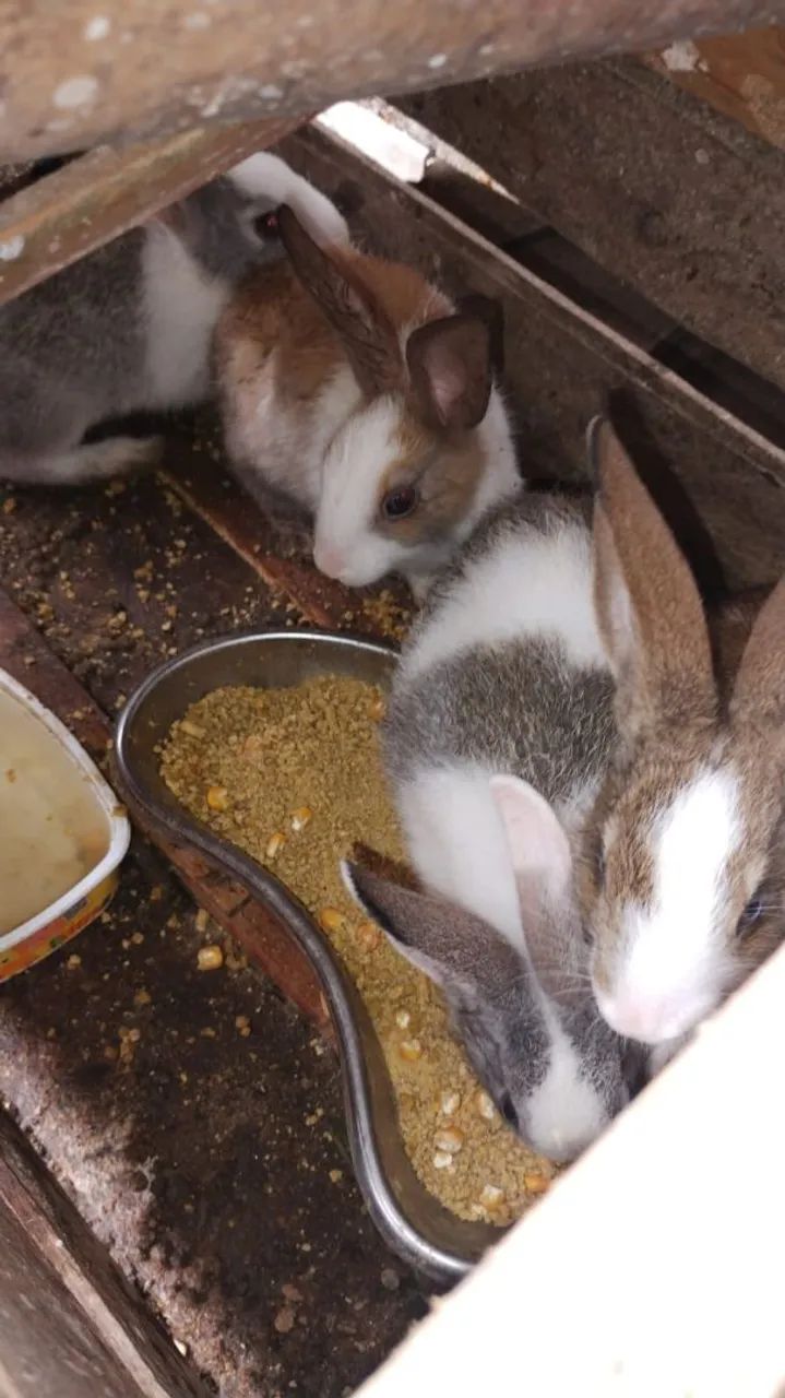 Coelhos Filhotes - Lindos e Saudáveis