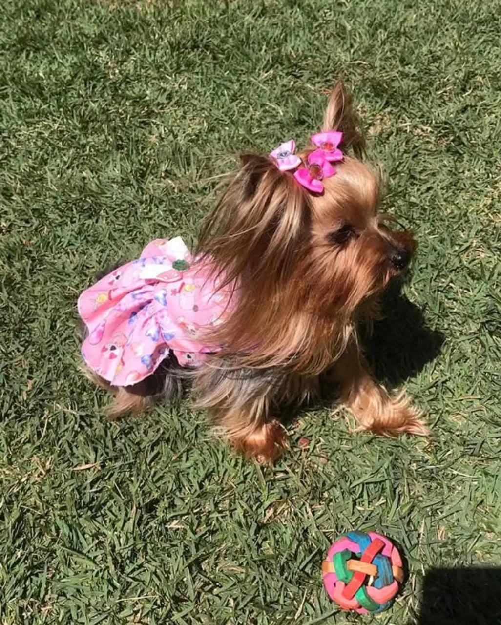 Yorkshire Terrier fêmea, para matriz