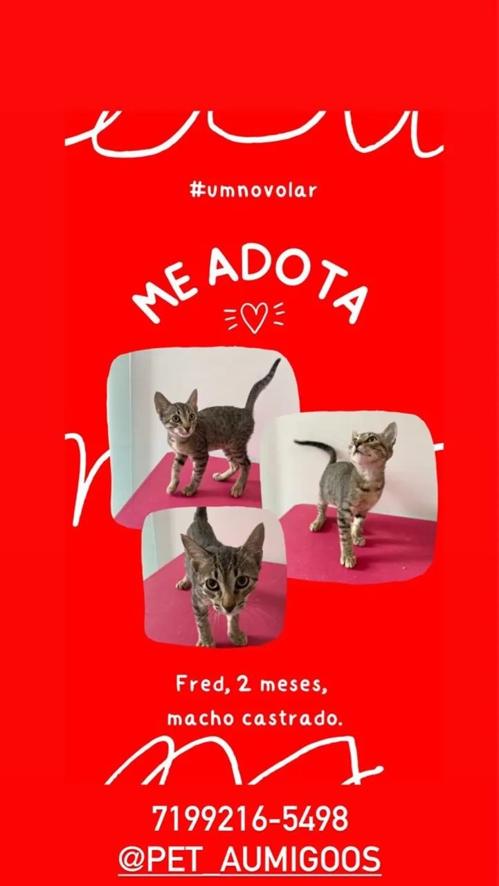 Gatos castrados para adoção 
