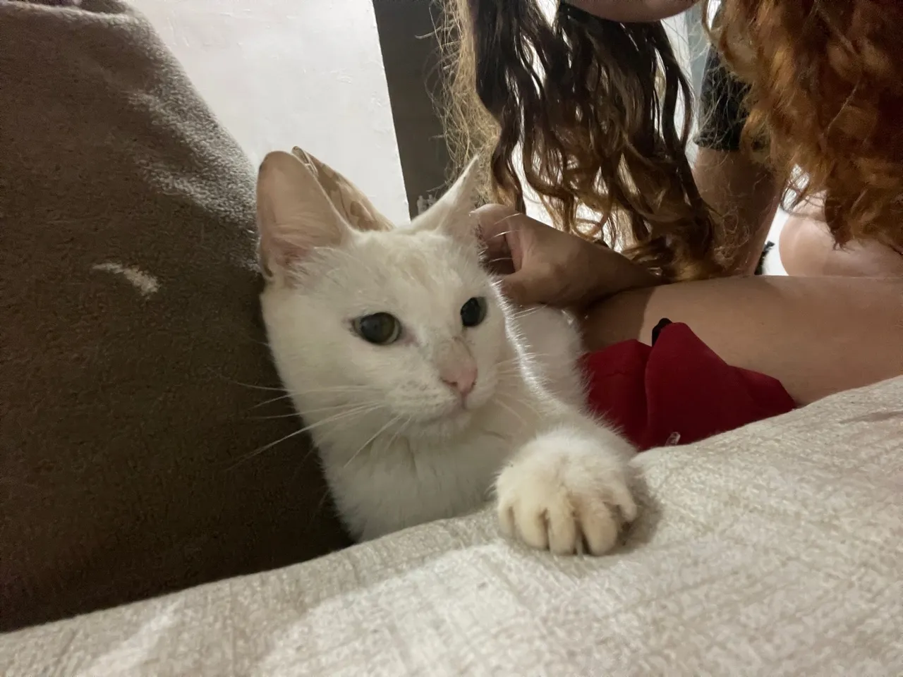 doando gatinha branca