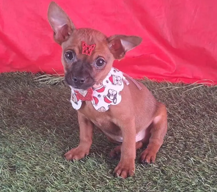 Pinsher miniatura machinho disponível 