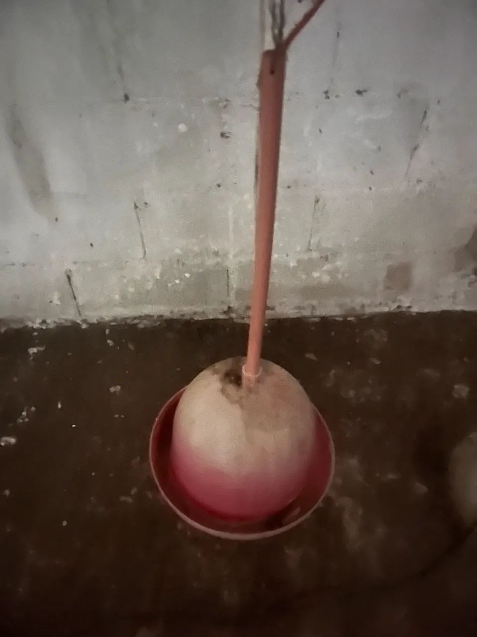 Bebedouro pendular automático 