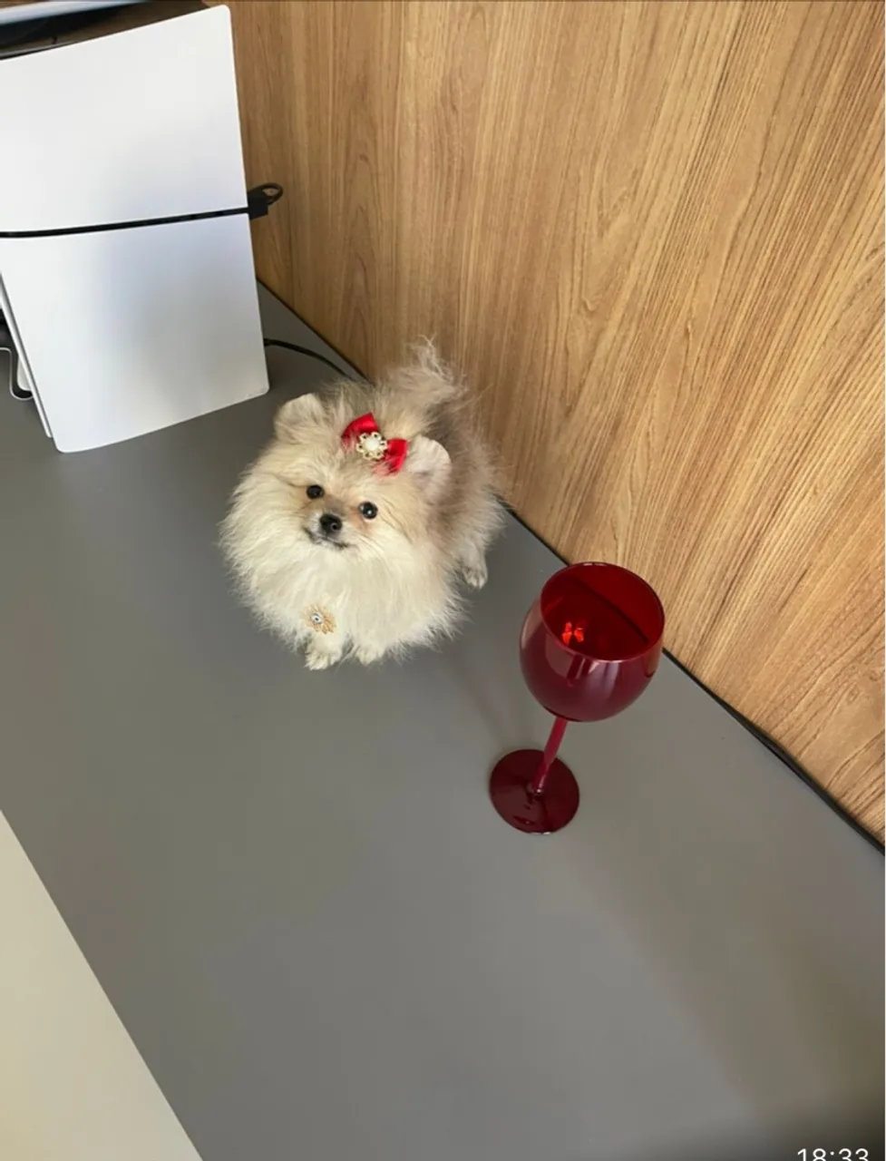 Spitz Alemão anão