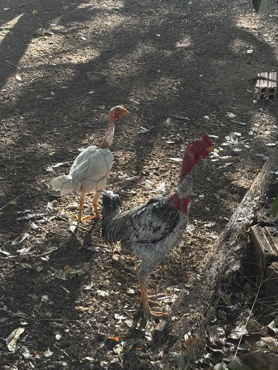 Galinhas para venda
