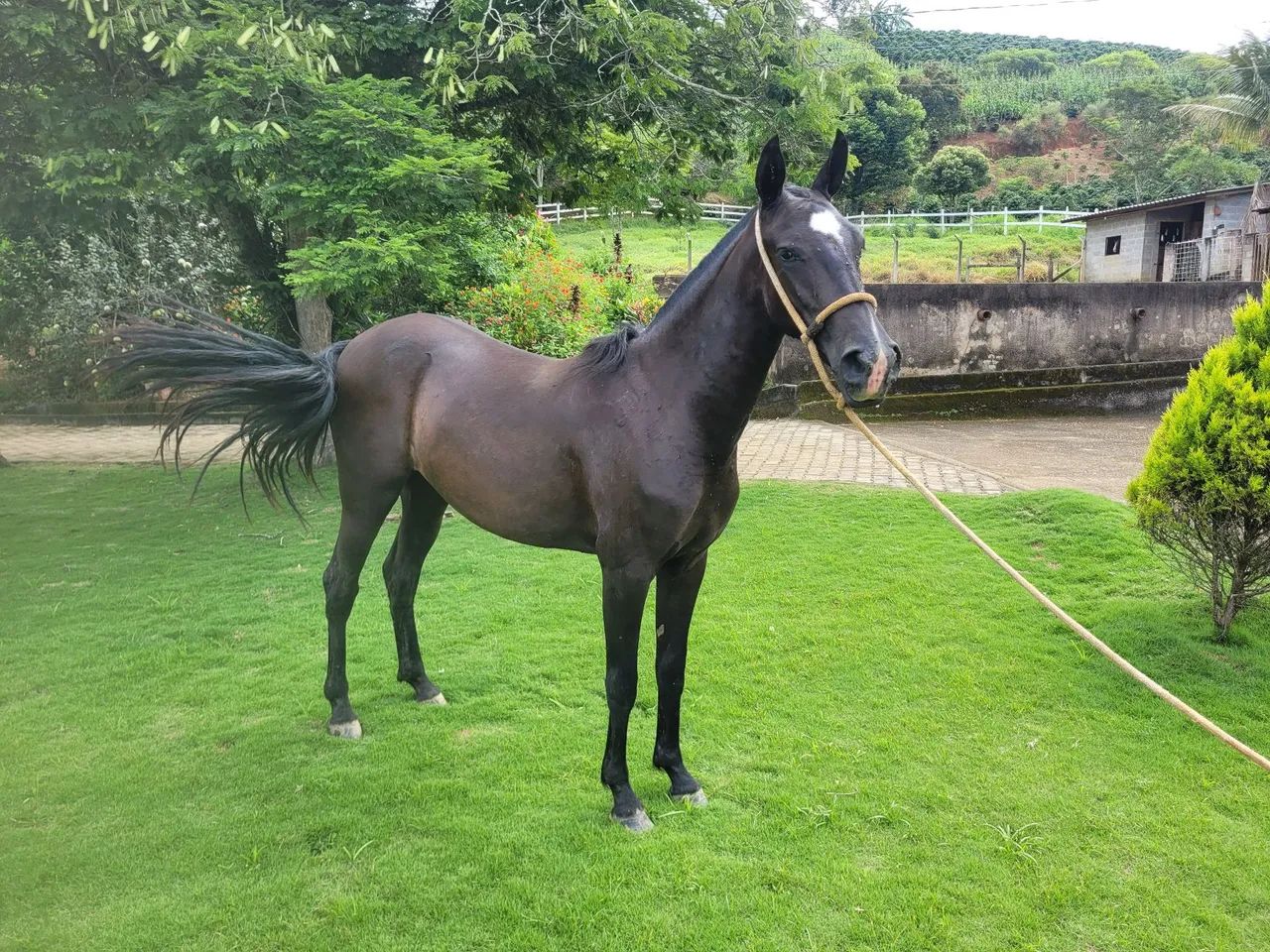 Potra negra  - Foto 4