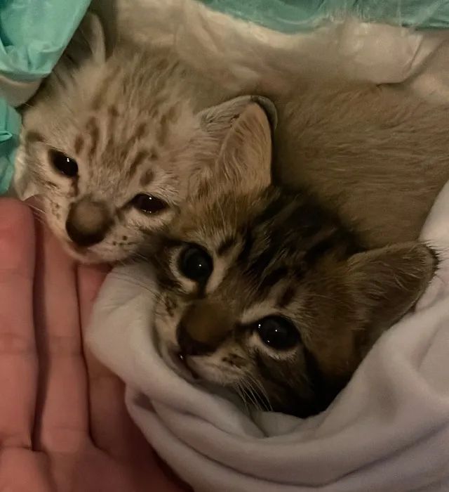 Filhotes de gatas para adoção