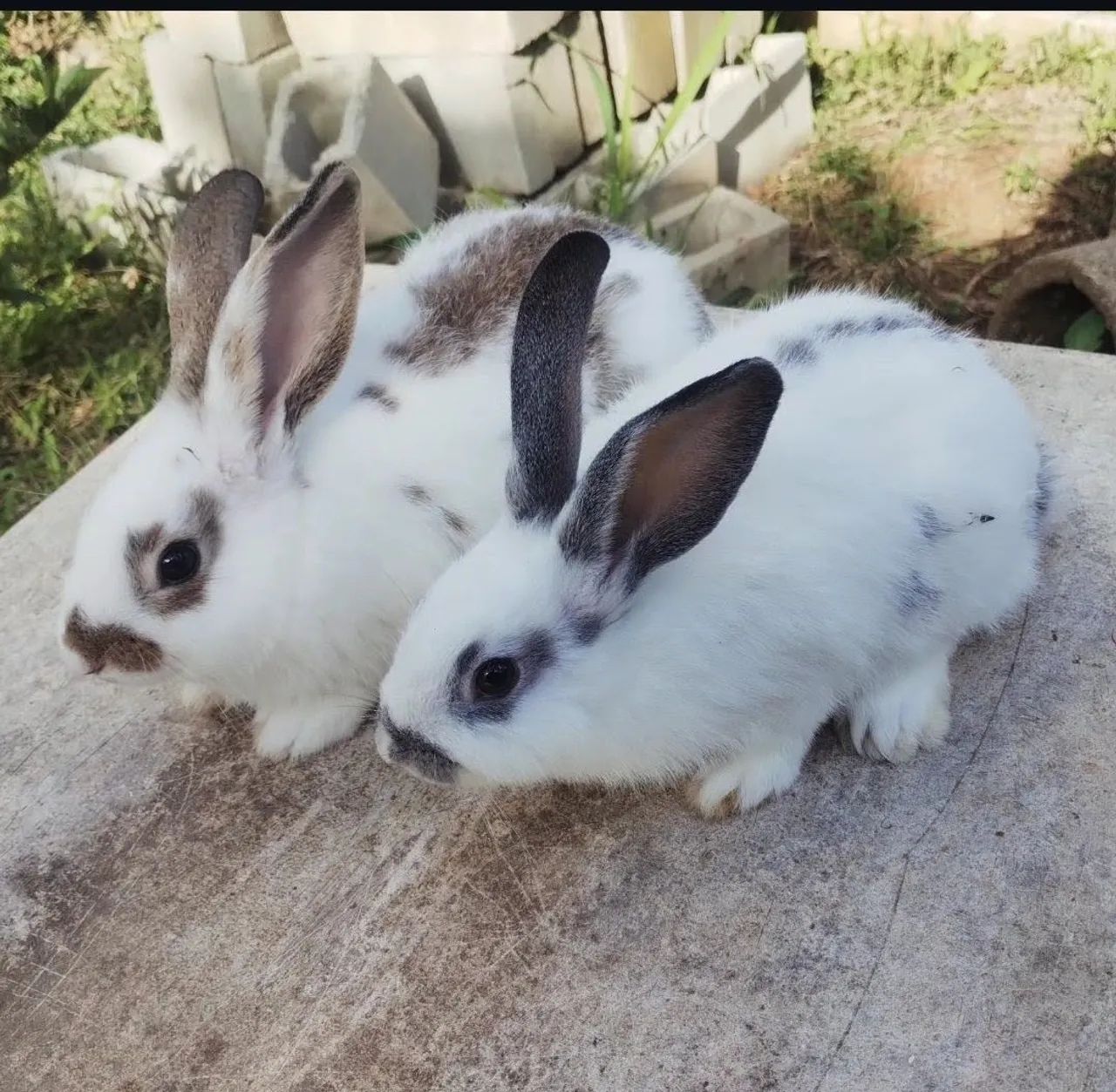 Coelhos de 3 meses 64169288319363120