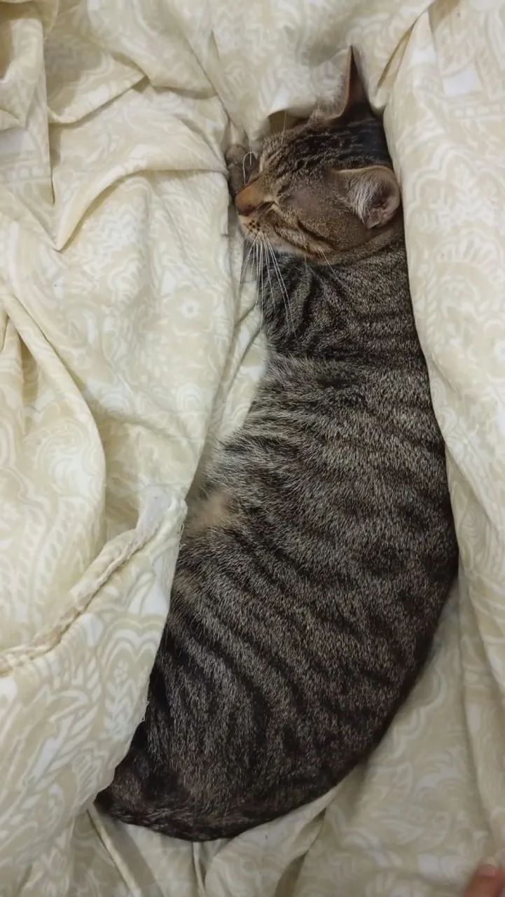 Gato murisco - Foto 2