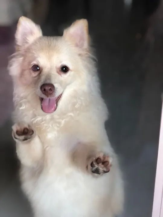 Spitz Alemão - Luluzinha Fêmea - Pedigree R$2.8000 - Foto 2