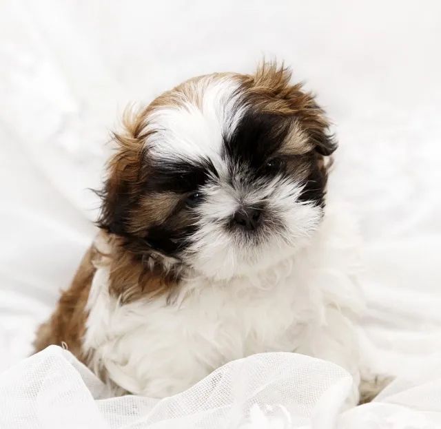 1. Shih-Tzu Pequeno Branco e Preto Macho - Companheiro Ideal Para Toda Família!