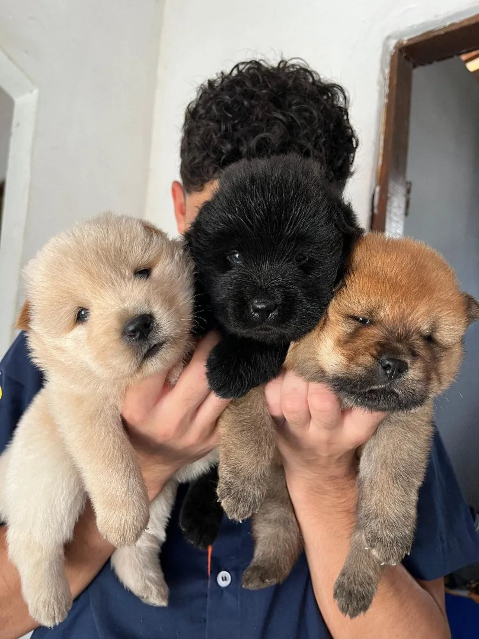 Lindos filhotes de Chow Chow disponíveis!