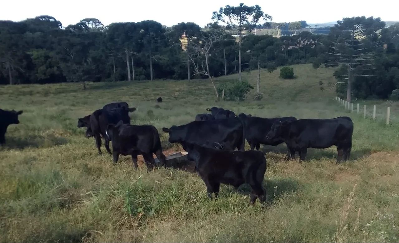 Angus vacas novilhas bezerras gado - Foto 4