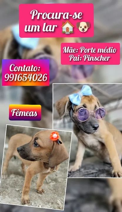 Filhotes de Pinscher Fêmeas