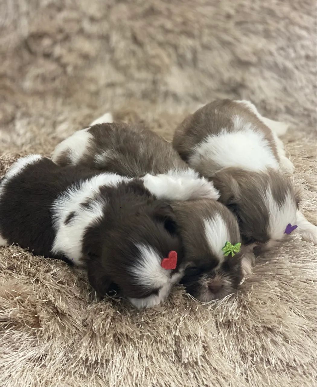 Filhotes fêmeas e machos Shih Tzu para venda ! Consultar valores na legenda .  - Foto 4