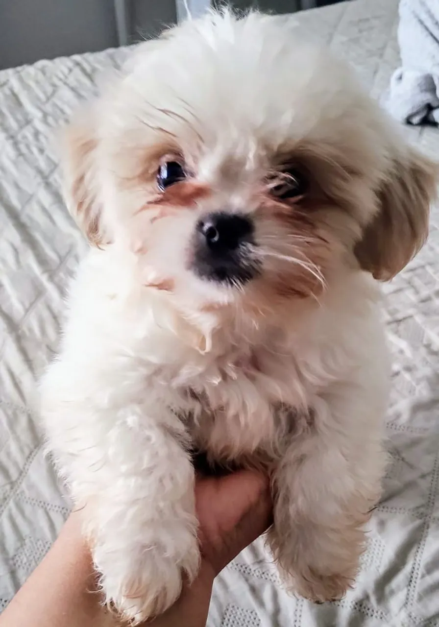 Filhote Shih Tzu para adoção