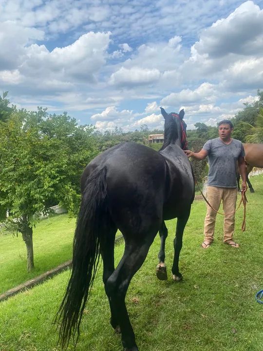 Cavalo mineiro registrado - Foto 2