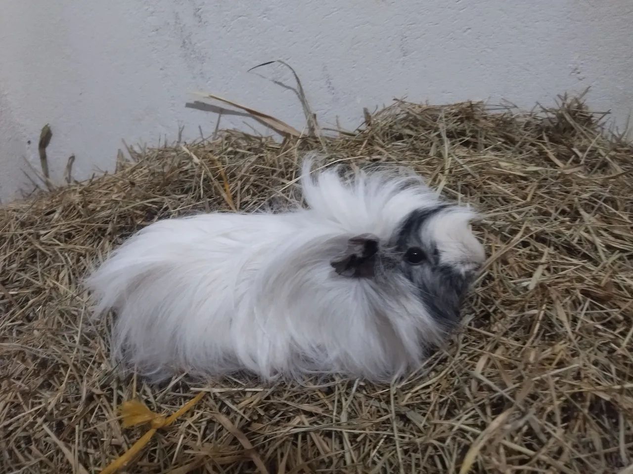 Porquinhos da Índia Peruanos - Pelo Longo 