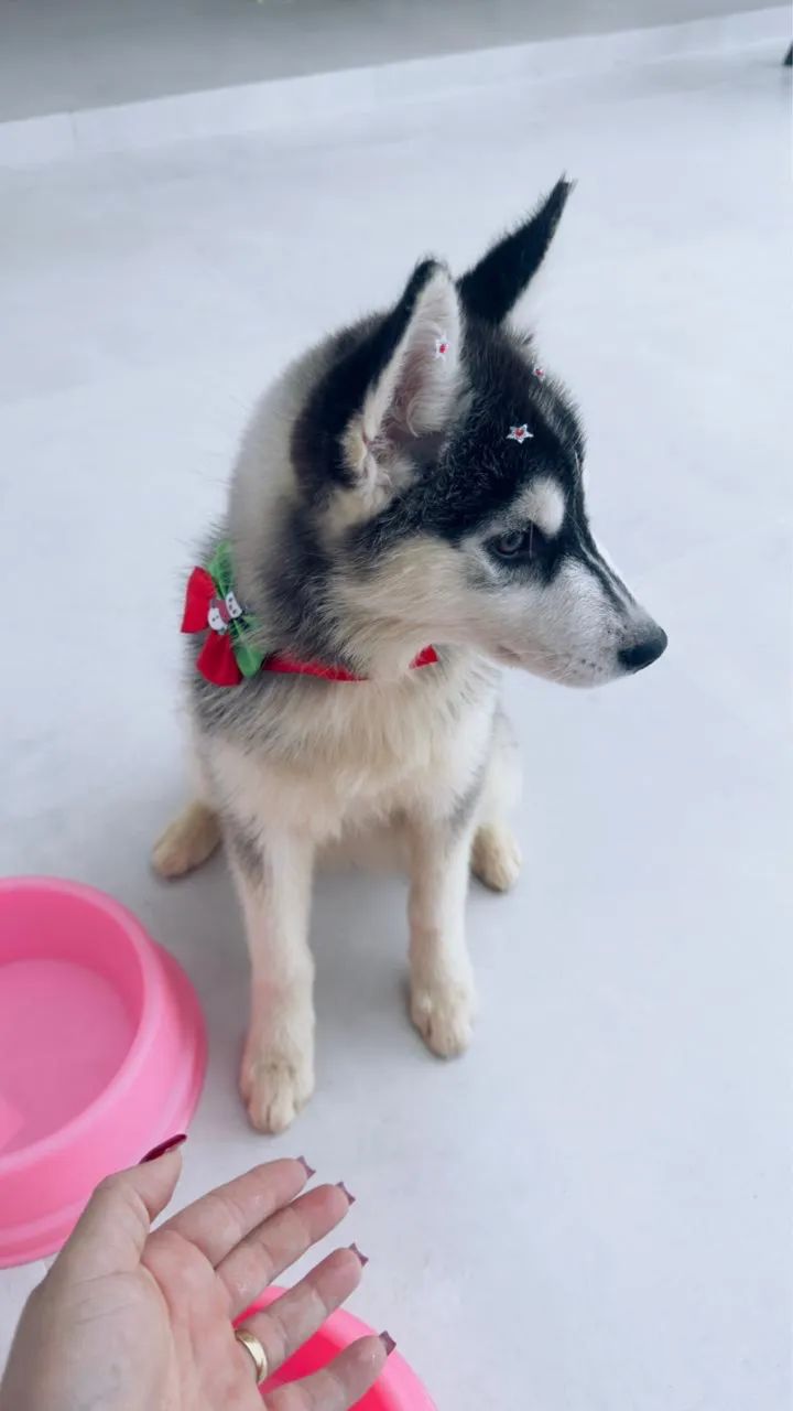 Husky Siberiano - Foto 2